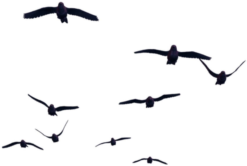 Free Png Download Birds For Photoshop Png Images Background - Bird Png For Photoshop (850x572), Png Download