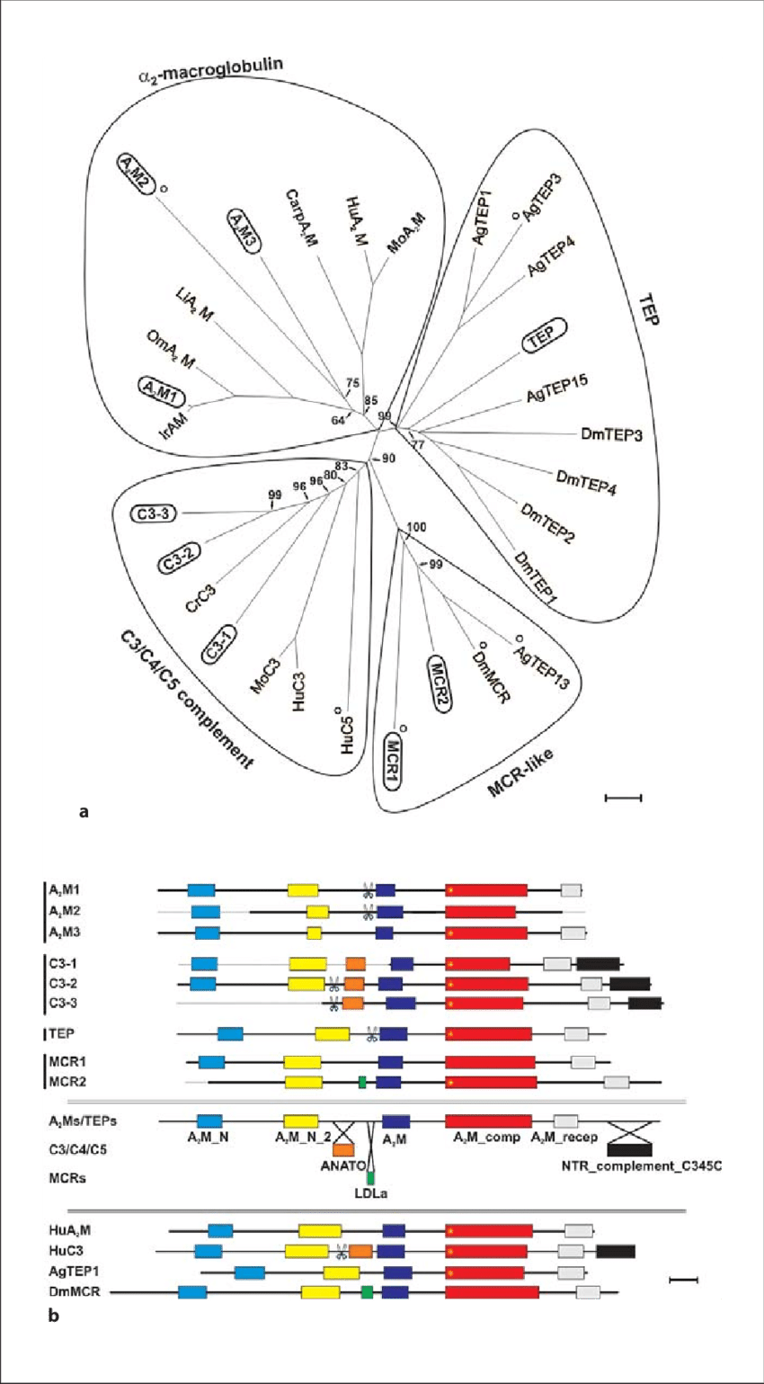 Phylogenetic Tree And Domain Organization Of Selected - Diagram (850x1539), Png Download