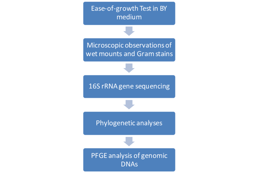 Outline Of The Initial Phenotypic Characterisation - Parallel (850x570), Png Download