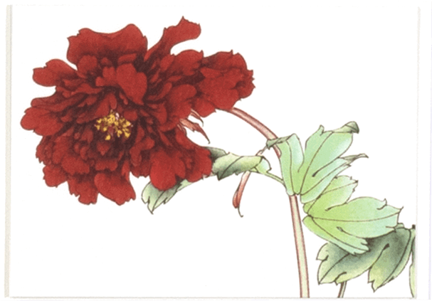 White Small Flower - Chrysanths (1600x422), Png Download