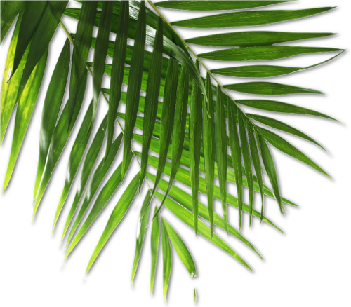 Royal Kona Luau 1 808 672 - Luau Png (500x438), Png Download