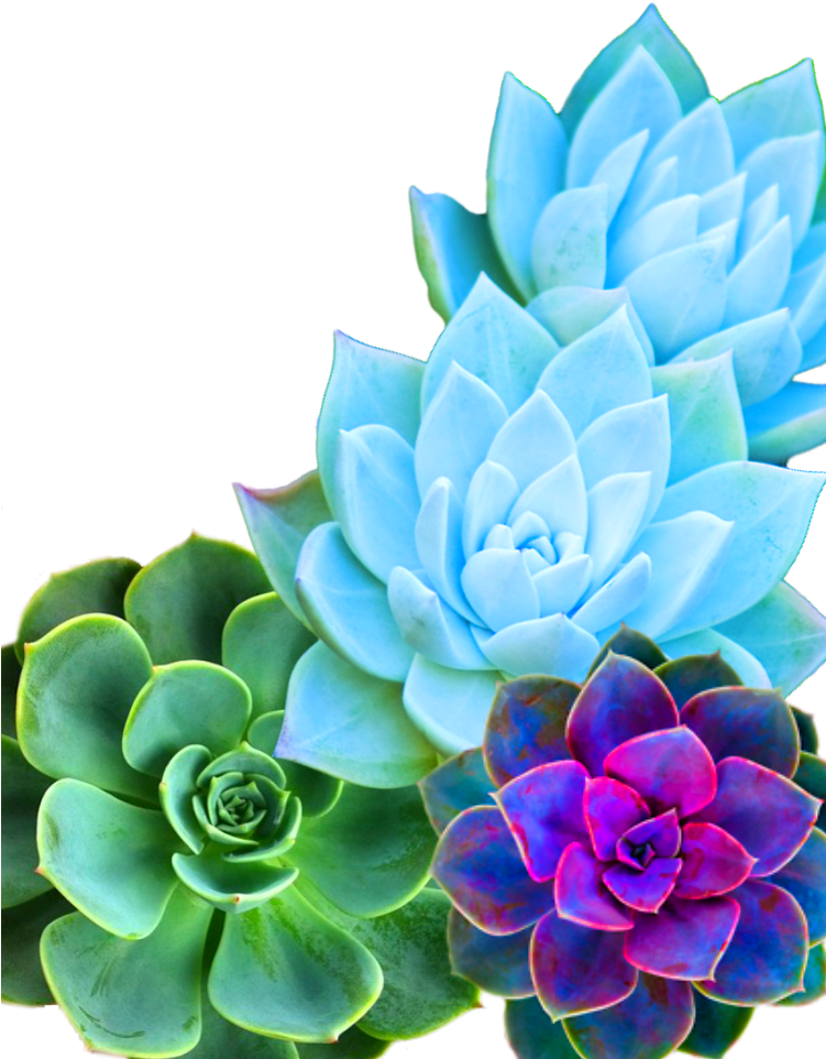 Cellphone Wallpaper - Succulent Diy Phone Case (750x1334), Png Download