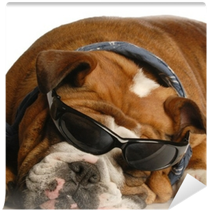 English Bulldog Wearing Blue Handkerchief And Cool - Dog (400x400), Png Download