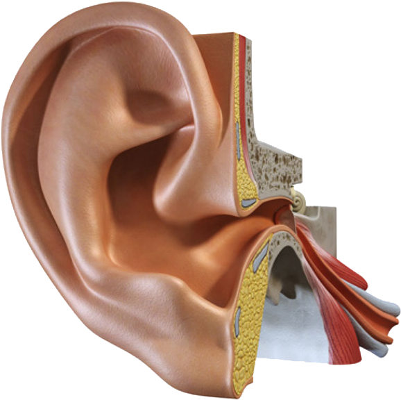 Ear Png Photo - Ear Institute (600x589), Png Download
