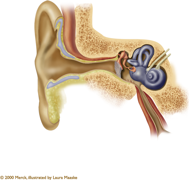 Ear Anatomy - Ear Anatomy Ear Wax (773x765), Png Download
