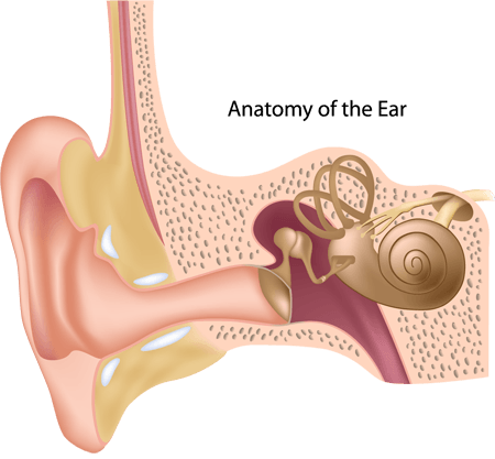 Ear Canal (450x417), Png Download