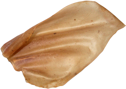 Cow Ears - Ear Of Cow (500x351), Png Download