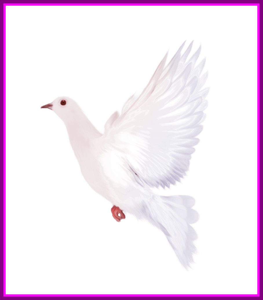 Awesome White Dove Gallery Yopriceville High Quality - Rock Dove (908x1037), Png Download