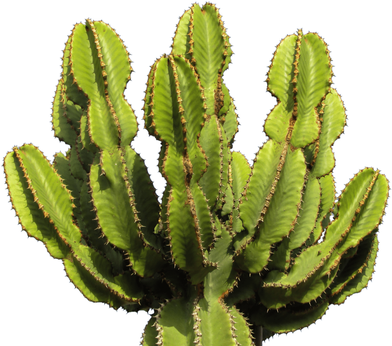 Cactus Png Image - Cactus Transparent Background (500x415), Png Download
