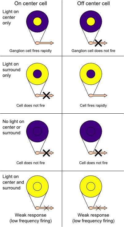 Receptive Field - Center Surround Receptive Field (403x737), Png Download