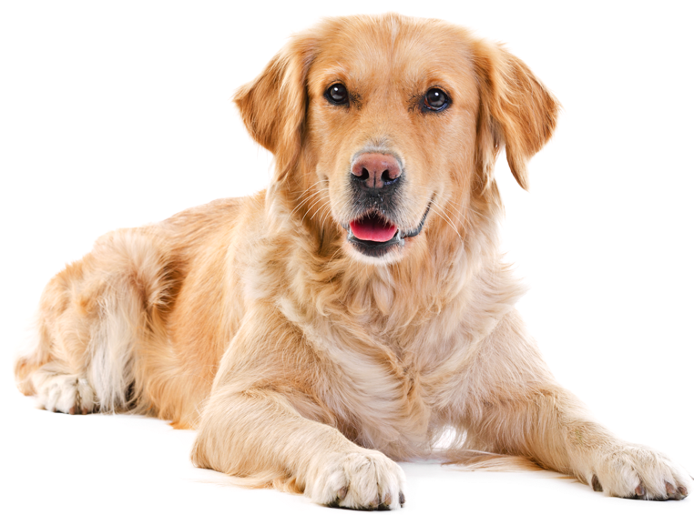 Labrador Png Photos - Sealy Small Cooling Memory Foam Pet Bed (brown) (761x674), Png Download