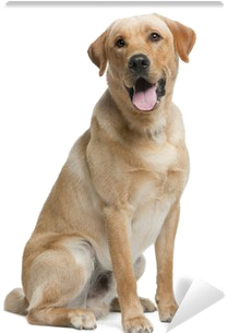 Labrador Png Transparent Picture - Labrador Con Rottweiler Cruza (400x400), Png Download