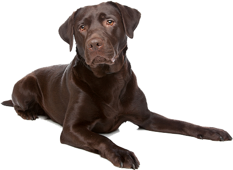 Labrador Png File - Chocolate Labrador Retriever Png (564x400), Png Download