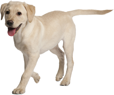 Banner Black And White Download Top Dog Custom Cages - Dog Labrador Png (400x334), Png Download