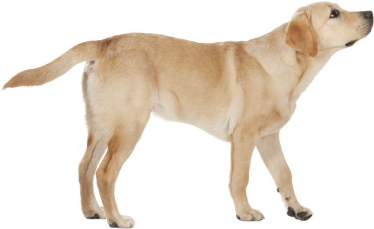 Labrador Png Transparent - Transparent Labrador (567x489), Png Download