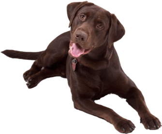 Labrador Laughing Nail Art - Chocolate Lab Transparent (480x320), Png Download