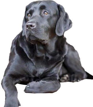 Separation Anxiety - Dog Black Lab Png (326x375), Png Download