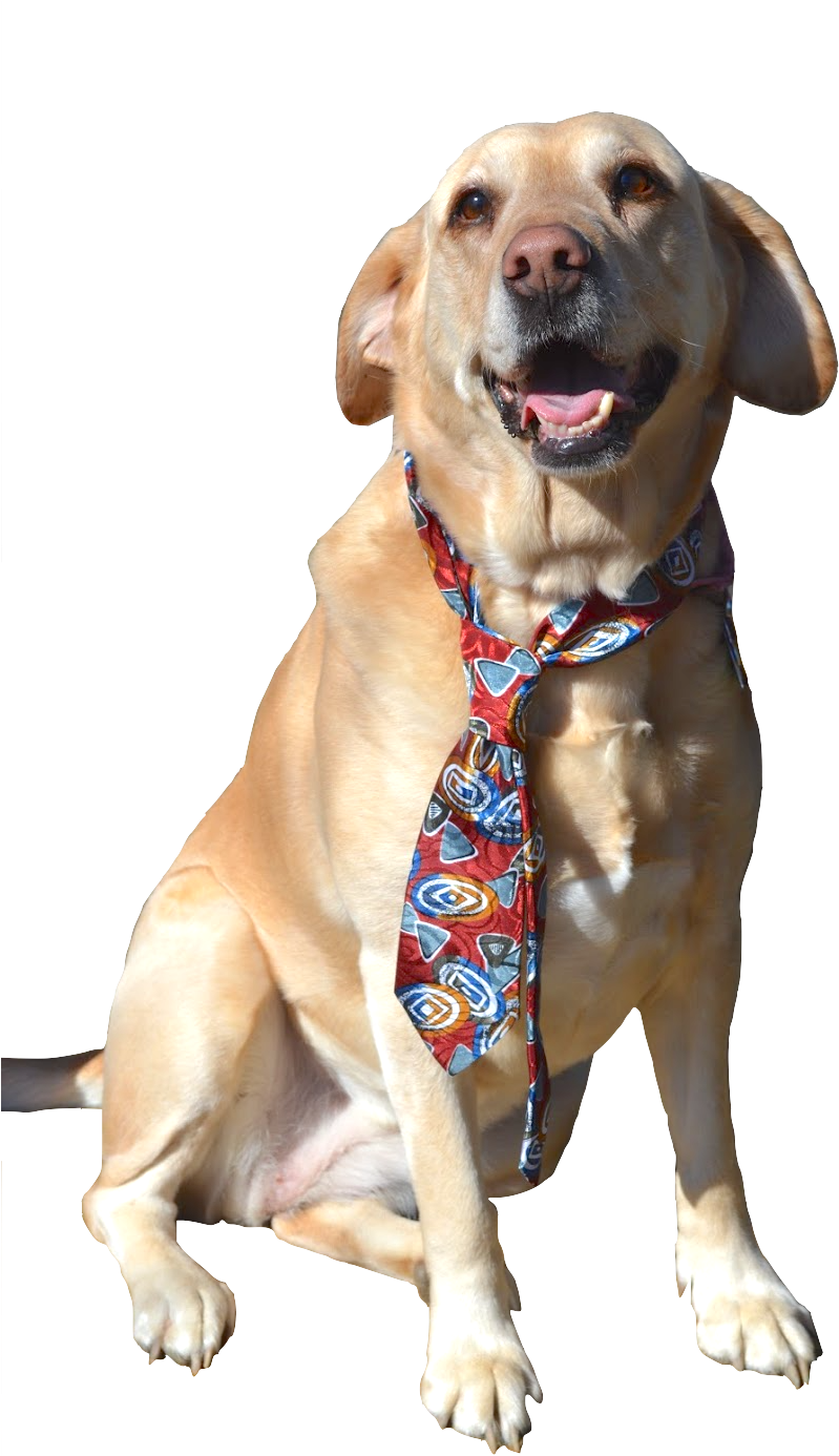 Labrador Retriever (952x1432), Png Download