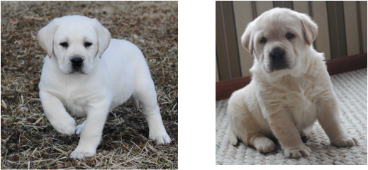 Experienced Breeders Of Quality Labrador Retrievers - Maple Creek Labradors (519x240), Png Download