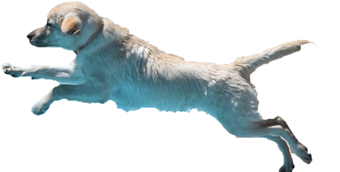 Labrador Retrievers - Dog Catches Something (720x480), Png Download