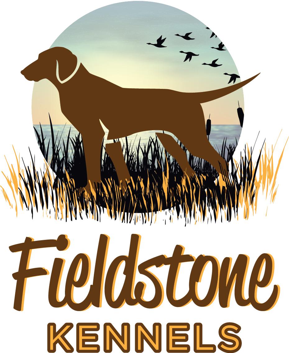 Labrador Retriever Puppies For Sale - Crohn's Disease Find A Cure Mug (930x1136), Png Download