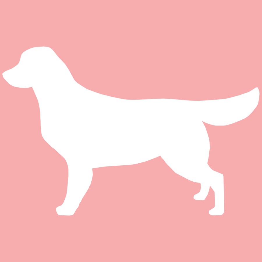 Clipart Resolution 3248*3248 - Labrador Retriever (900x900), Png Download