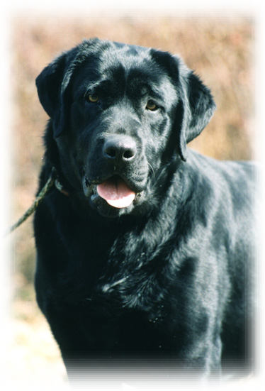 The Labrador Retriever Club Of Canada Inc - Canadian Labrador Retrievers (374x551), Png Download