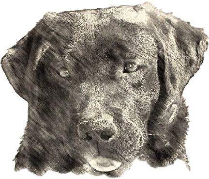 Labrador Retriever (528x400), Png Download