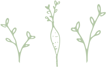 Carrot - Sketch (1000x355), Png Download