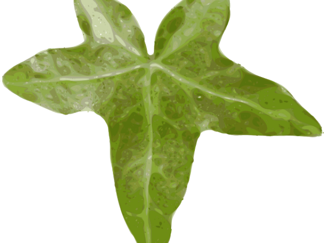 Original - Ivy Leaf Clipart Png (640x480), Png Download