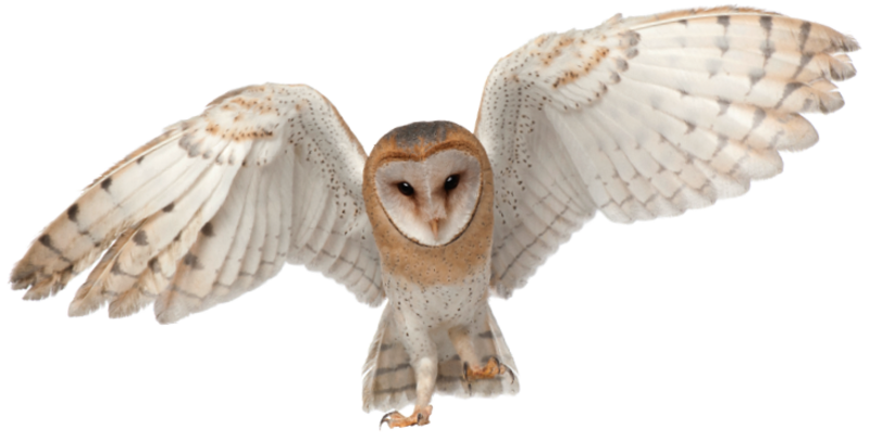 Owls Rest On The Same Branch Every Day, Which Is Why - Transparent Barn Owl (800x407), Png Download
