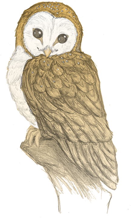 Pegasusqueen Trade Owl By The Snow Fox - Pencil Sketches Of Owls (473x788), Png Download