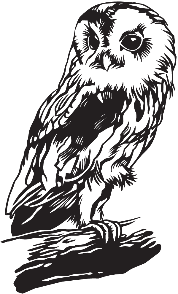 Dc13076 - Harry Potter Owl Vinyl (600x991), Png Download