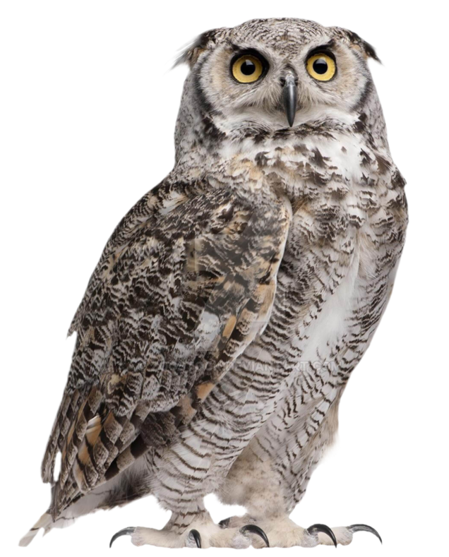 750 X 1064 2 - Owl Transparent Png (750x1064), Png Download