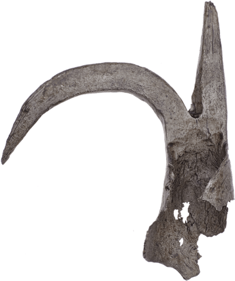 Boathook - Deer (571x600), Png Download