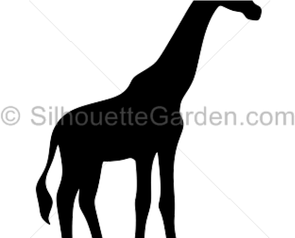 Silhouette Clipart Giraffe - Fsc (640x480), Png Download