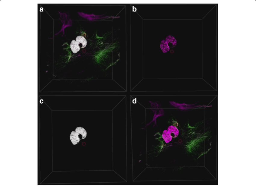 The Colocalization Can Be Rendered In Four Different - Rose (850x617), Png Download