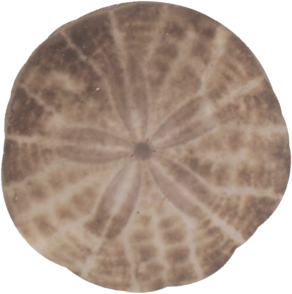 Loading Zoom - Shell (1280x1204), Png Download