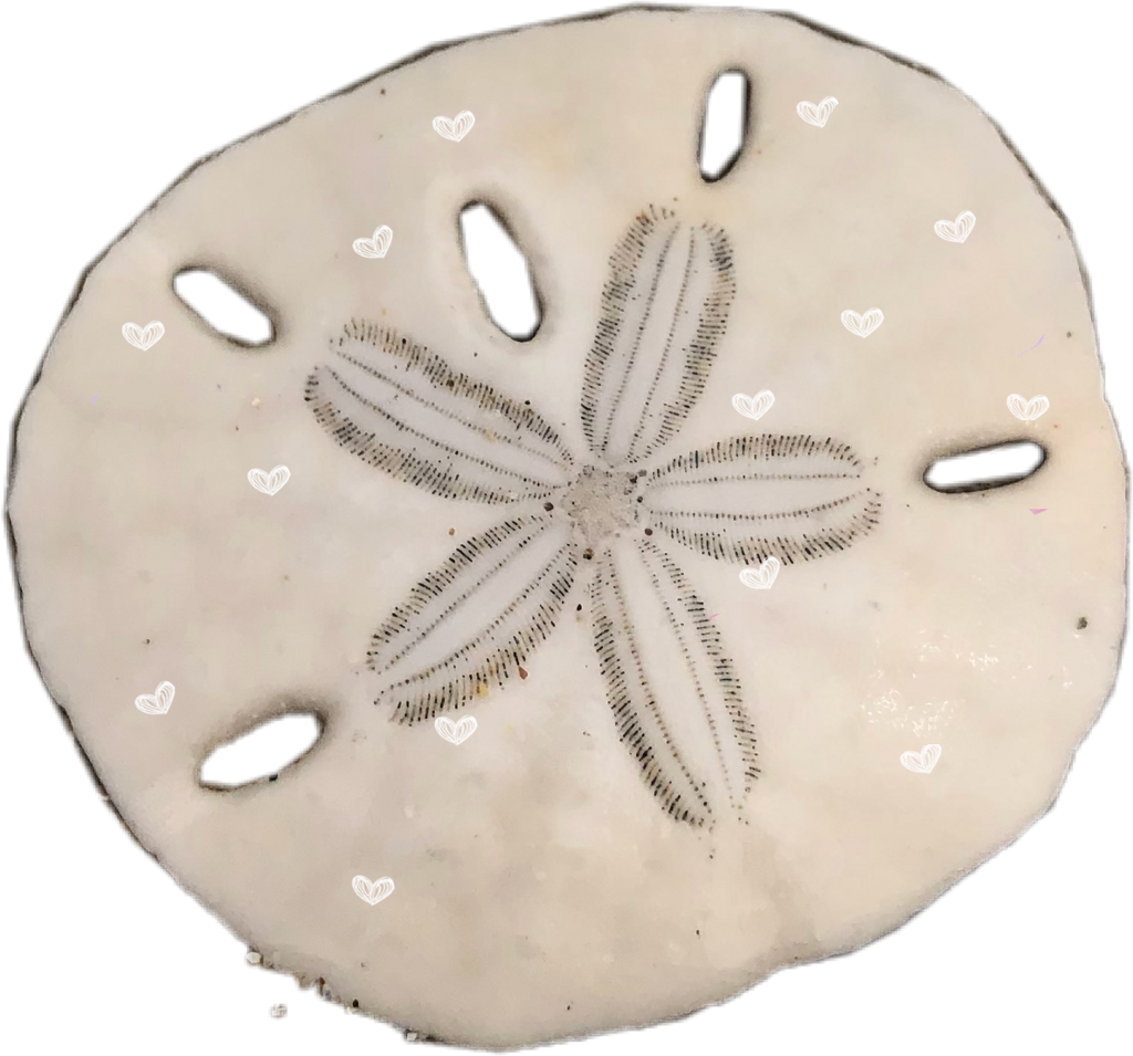 Sand Dollar (1024x955), Png Download