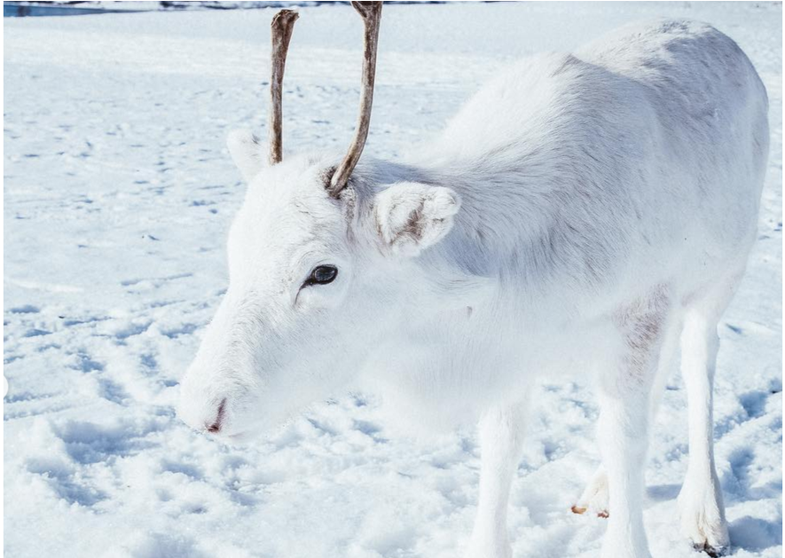 Coastal Livingverified Account - Rare White Reindeer Calf (1200x628), Png Download