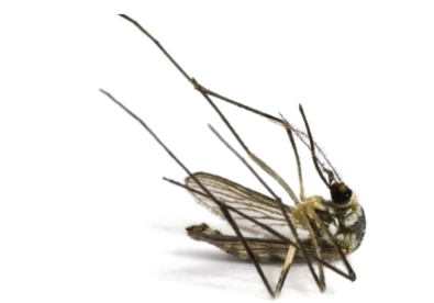 Mosquito Image Free Hd Image - Dead Mosquito (800x533), Png Download