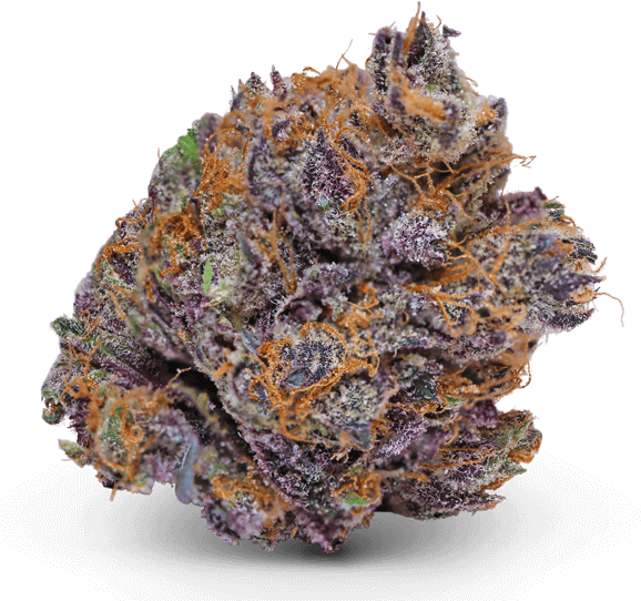 Starflight Guava Medical Marijuana Strain - Star Flight Guava (600x557), Png Download