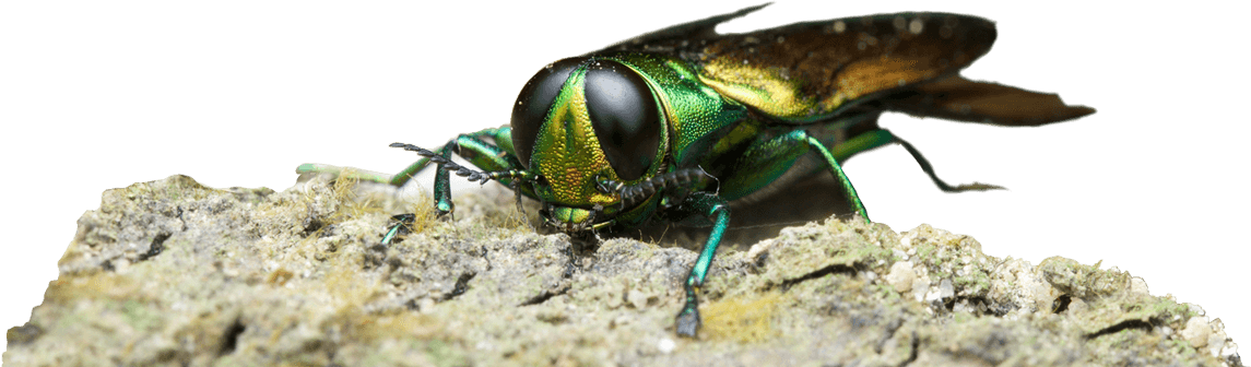 Macro Photography (1145x336), Png Download