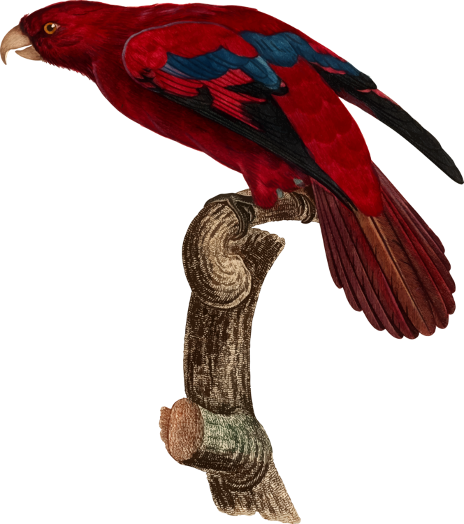 Parrot Beak Macaw Bird Feather - Red Lory (664x750), Png Download