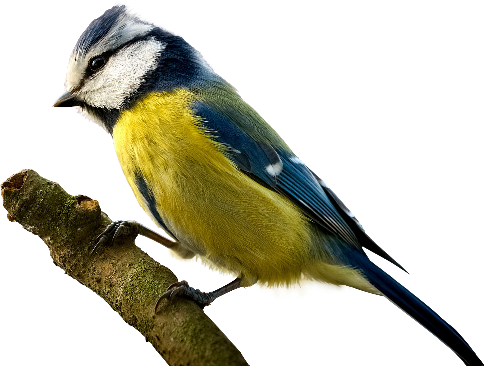 Bird In A Branch Png (1920x1200), Png Download