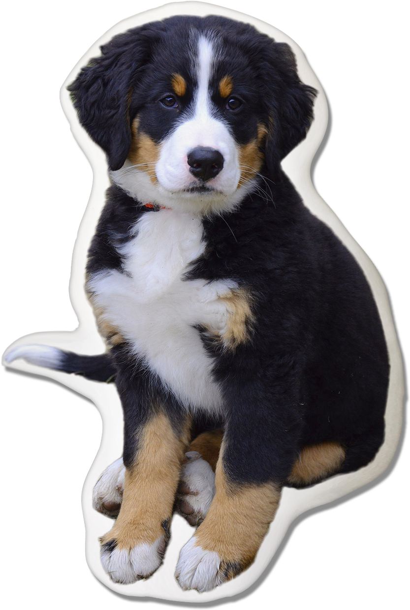 Mountain Pawjoy - Bernese Mountain Dog Biggest Dog Breed (940x1333), Png Download