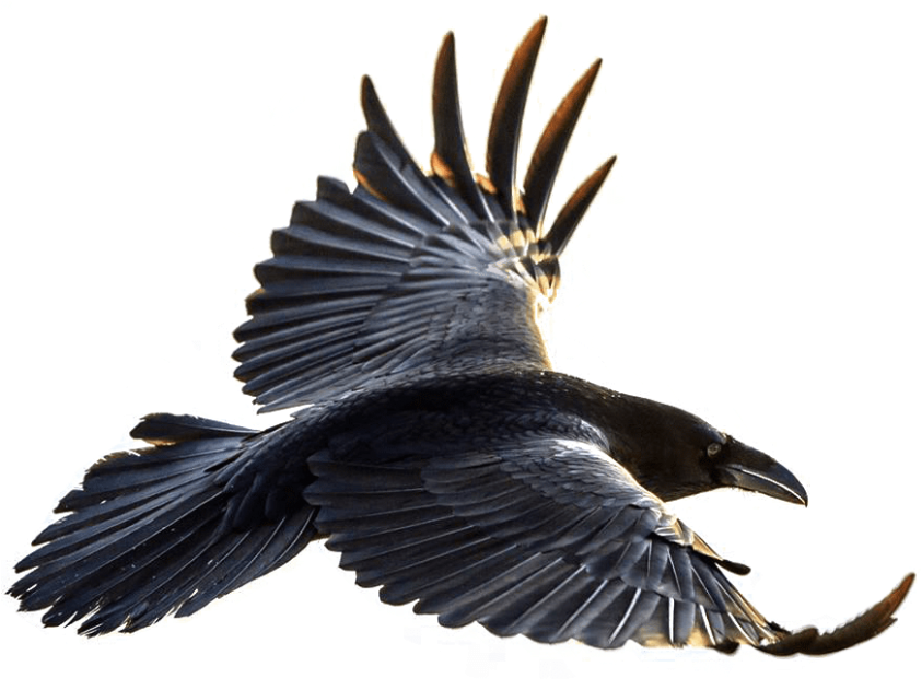 Free Png Download Crow Flying Png Images Background - Flying Raven (850x631), Png Download