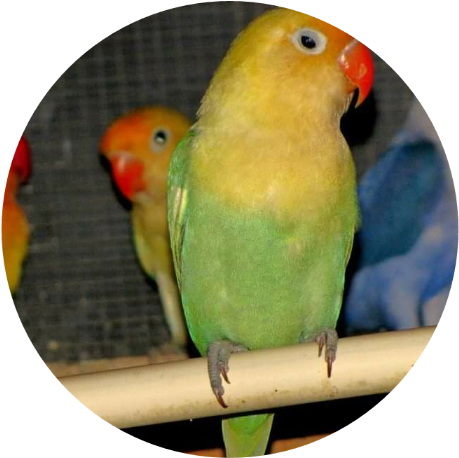 Come Today And Pic Your Lovebirds Favorite Toys To - Parakeet (1080x1080), Png Download
