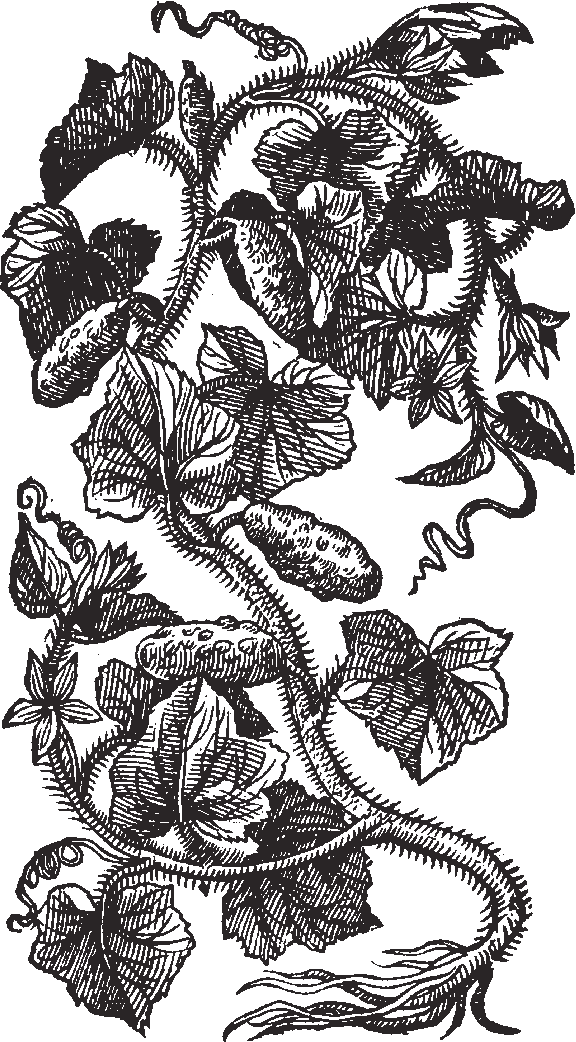 Cucumber Drawing Transparent - Illustration (576x1042), Png Download