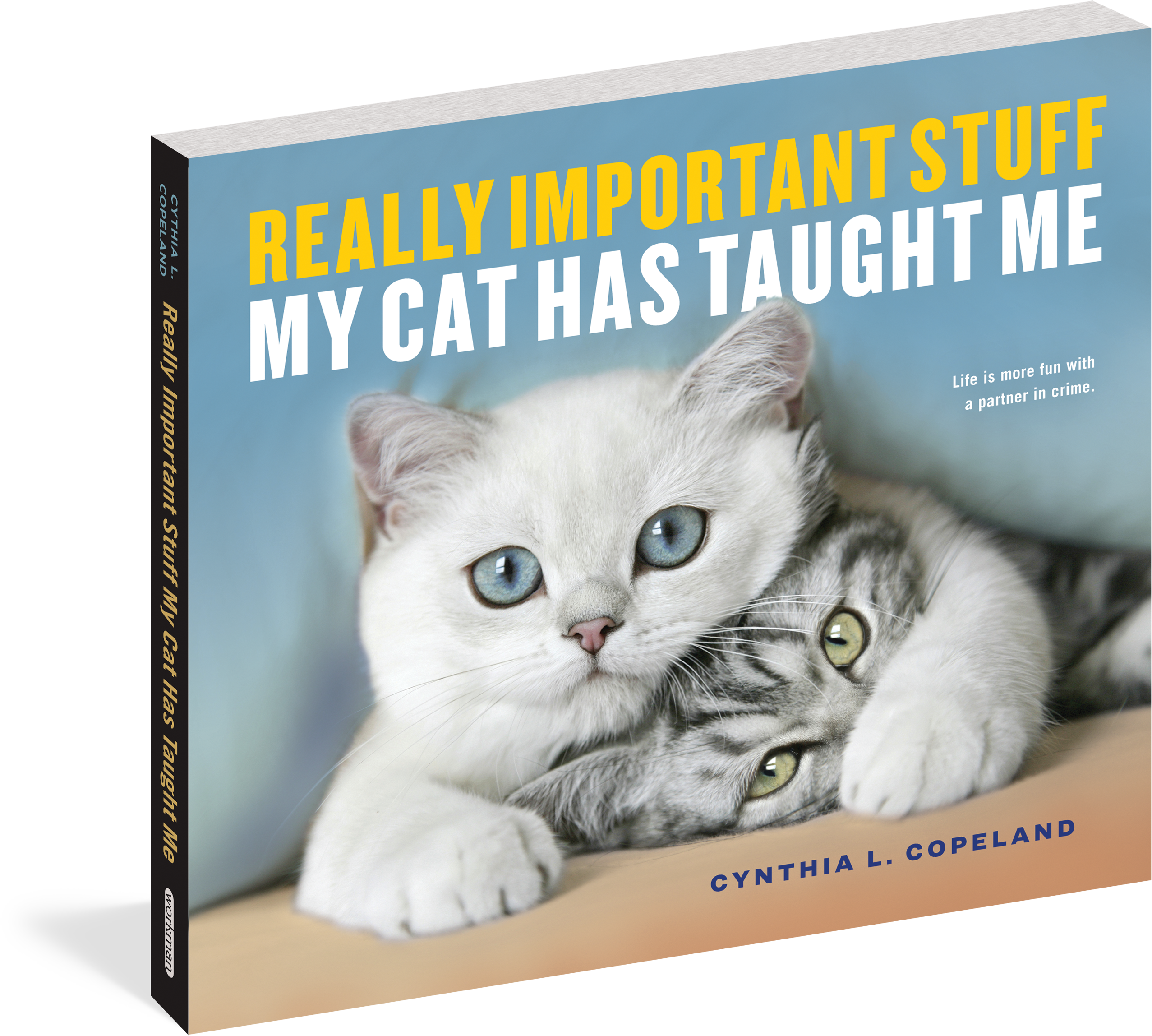 Funny Cats Calendar - Cat Photography (2743x2400), Png Download